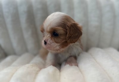 Les chiots de Cavalier King Charles Spaniel