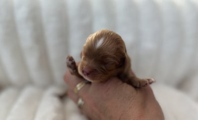 Les chiots de Cavalier King Charles Spaniel