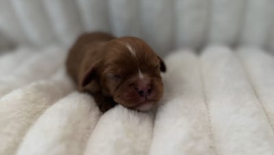 Les chiots de Cavalier King Charles Spaniel