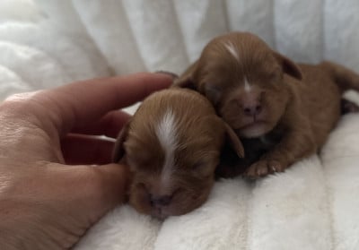 Les chiots de Cavalier King Charles Spaniel