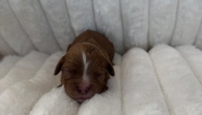 Les chiots de Cavalier King Charles Spaniel