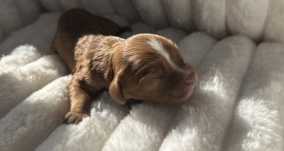 Les chiots de Cavalier King Charles Spaniel