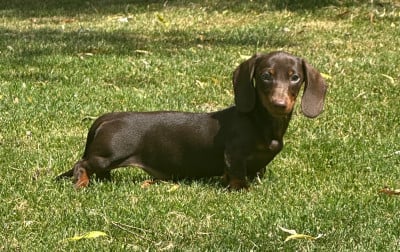 Les chiots de Teckel poil ras