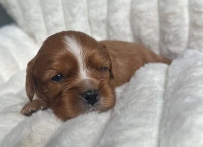 Les chiots de Cavalier King Charles Spaniel