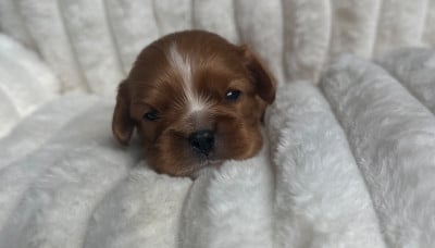 Les chiots de Cavalier King Charles Spaniel