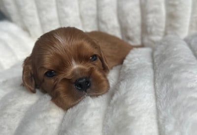 Les chiots de Cavalier King Charles Spaniel