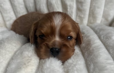 Les chiots de Cavalier King Charles Spaniel