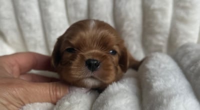 Les chiots de Cavalier King Charles Spaniel