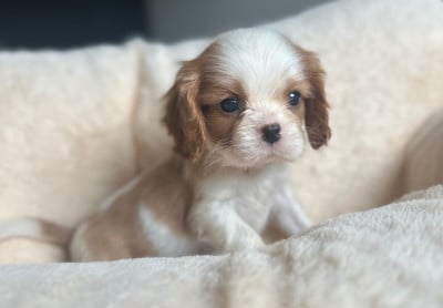 Les chiots de Cavalier King Charles Spaniel