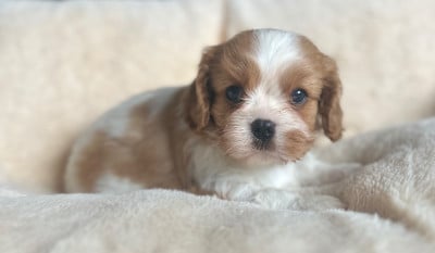 Les chiots de Cavalier King Charles Spaniel