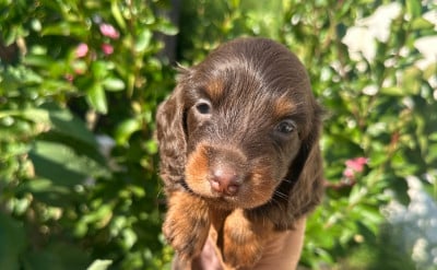 Les chiots de Teckel poil long