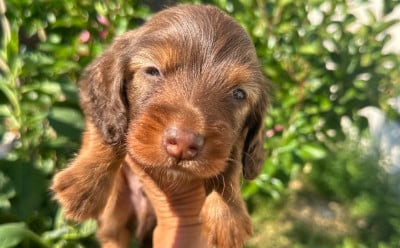 Les chiots de Teckel poil long