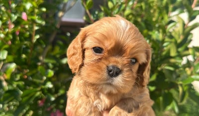 Les chiots de Cavalier King Charles Spaniel