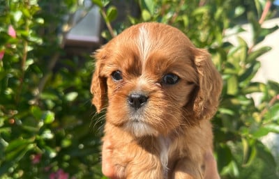 Les chiots de Cavalier King Charles Spaniel