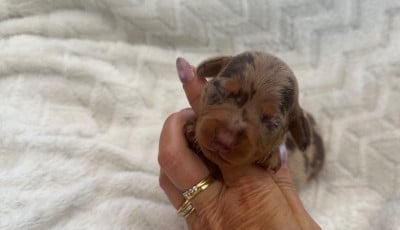Les chiots de Teckel poil ras