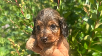 Les chiots de Teckel poil long