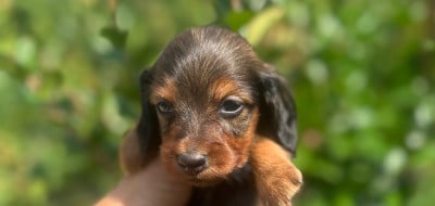 Les chiots de Teckel poil long
