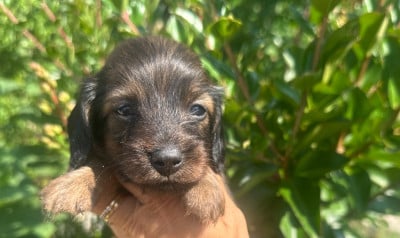 Les chiots de Teckel poil long