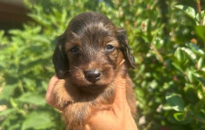 Les chiots de Teckel poil long