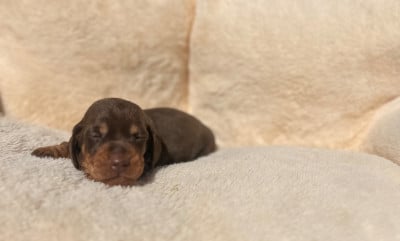 Les chiots de Teckel poil ras