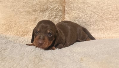 Les chiots de Teckel poil ras
