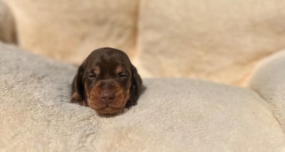 Les chiots de Teckel poil ras