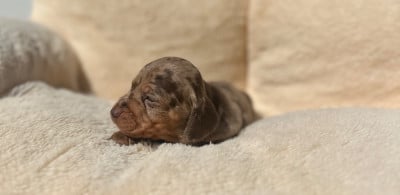 Les chiots de Teckel poil ras