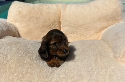 Les chiots de Teckel poil long