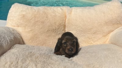 Les chiots de Teckel poil long