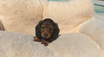 Les chiots de Teckel poil long