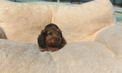 Les chiots de Teckel poil long