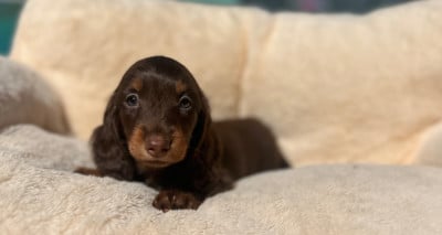 Les chiots de Teckel poil long