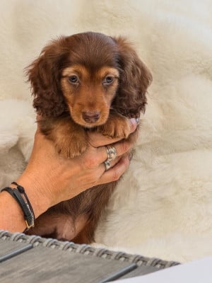 Les chiots de Teckel poil long