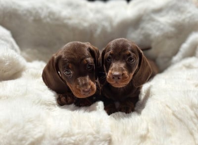 Les chiots de Teckel poil ras