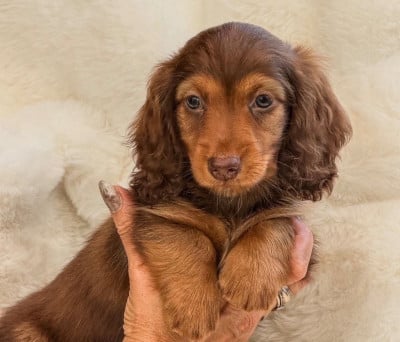 Les chiots de Teckel poil long
