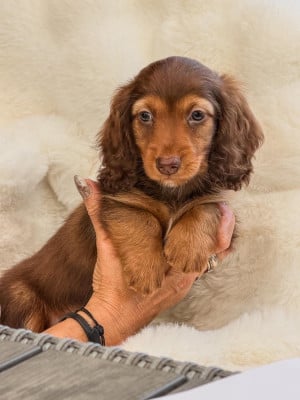 Les chiots de Teckel poil long