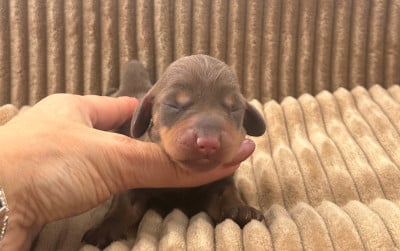 Les chiots de Teckel poil ras