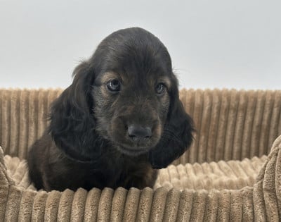 Les chiots de Teckel poil long