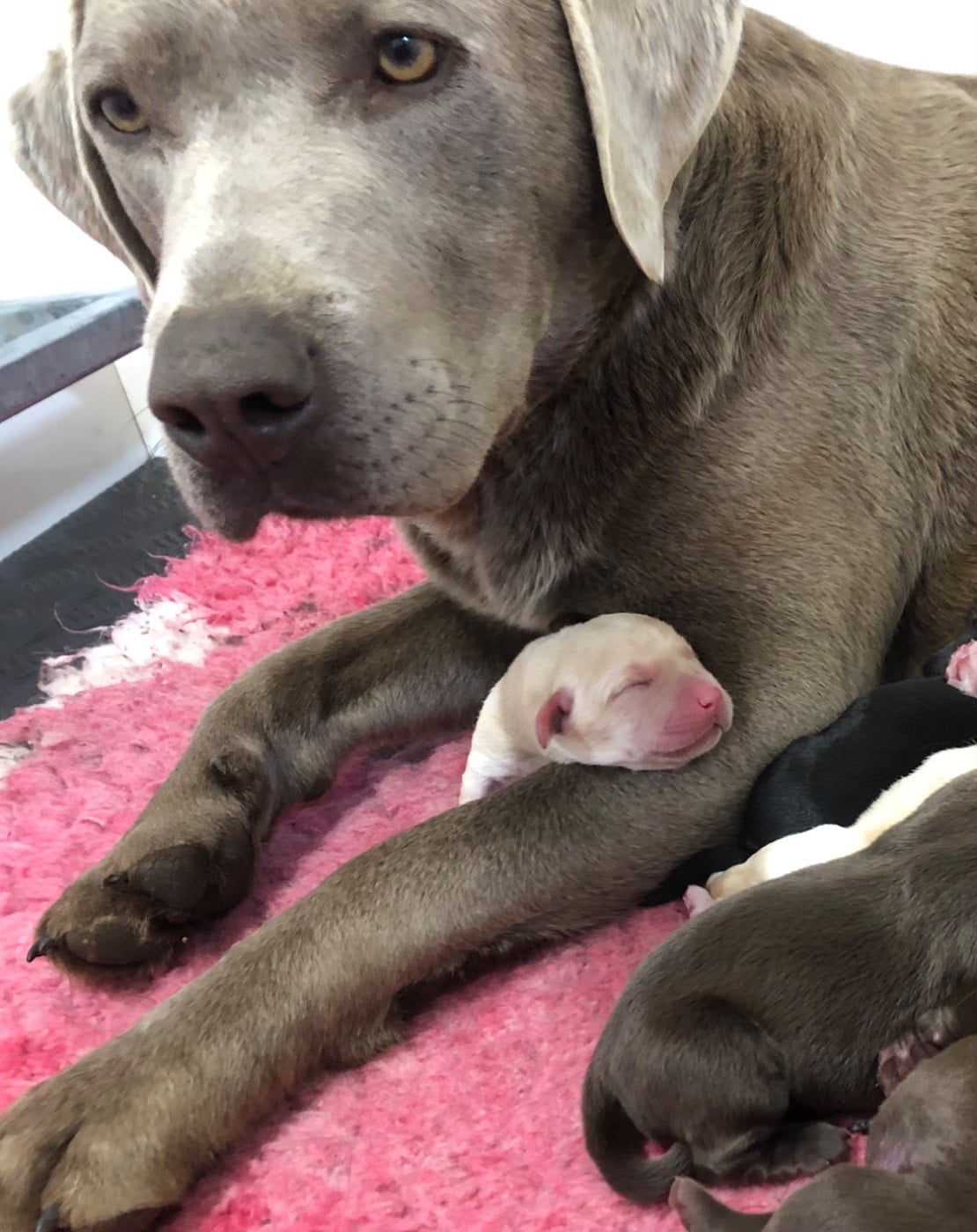 Valentine (Sans Affixe)