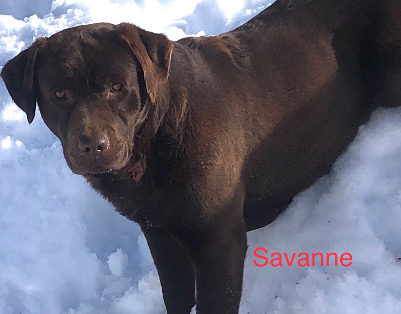 Savanne du taillis madame