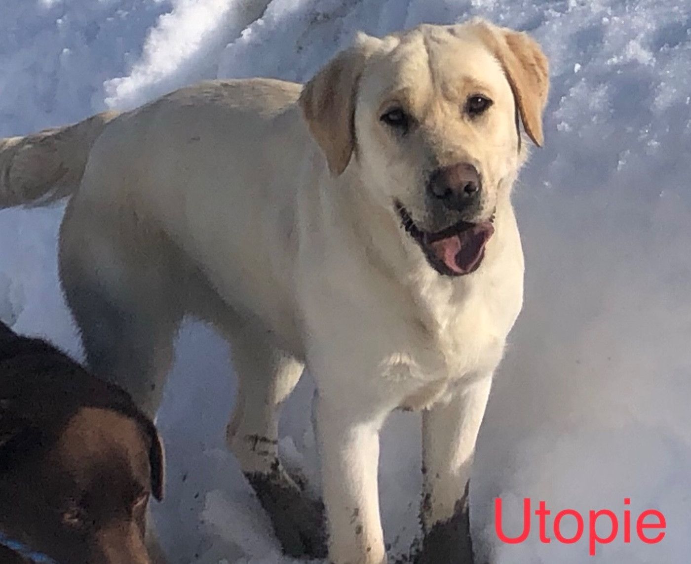 Utopie Des Iris De Grande Briere