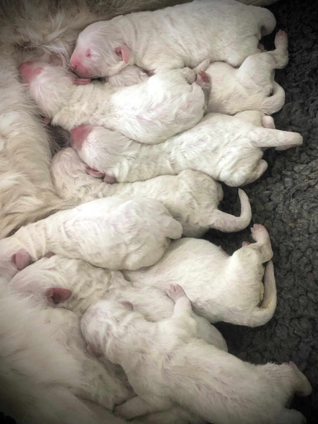 Berger de Podhale - Tatra - By Champs'Or