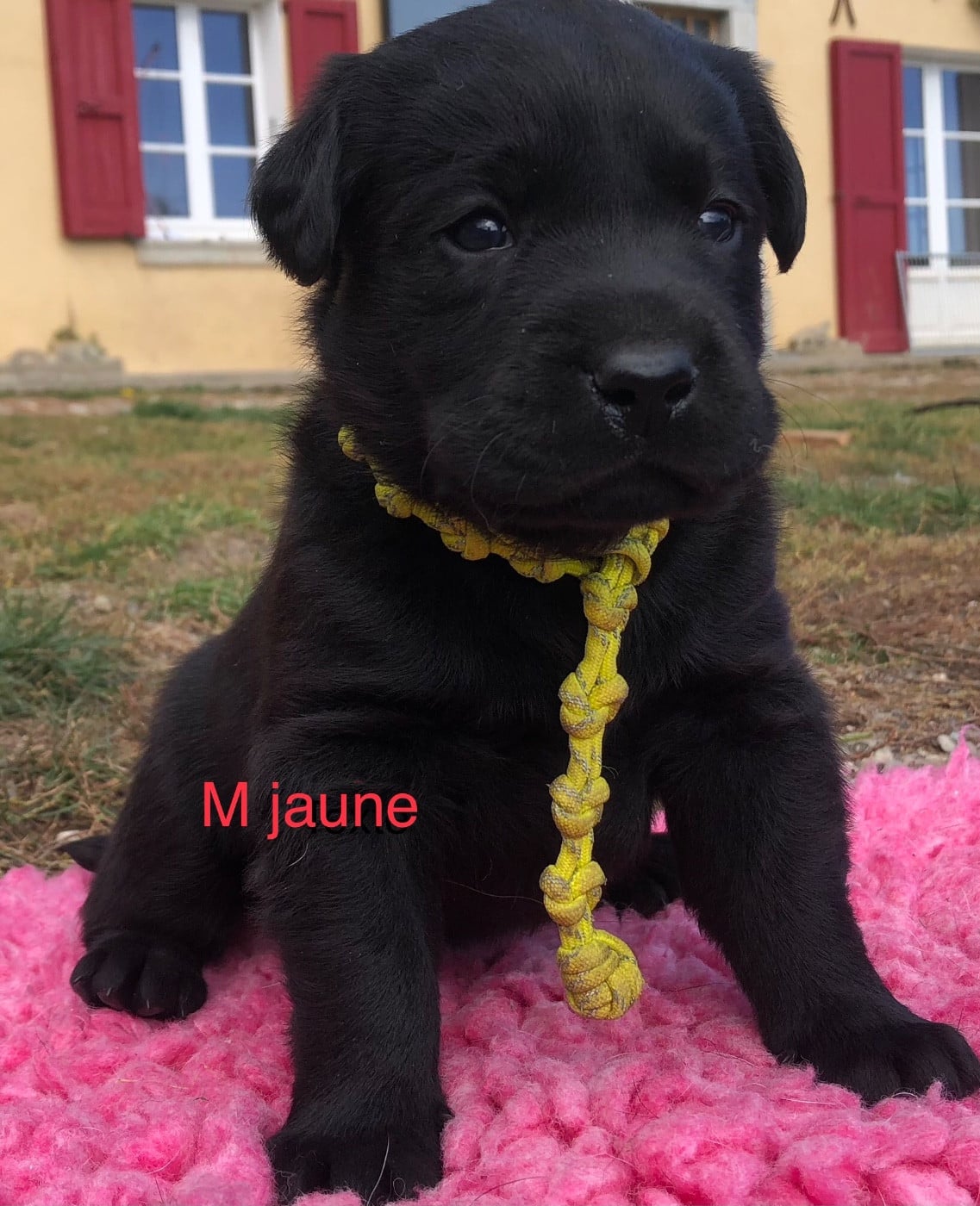 CHIOT 1 noir