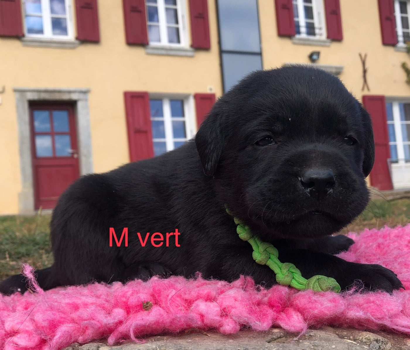CHIOT 2 noir