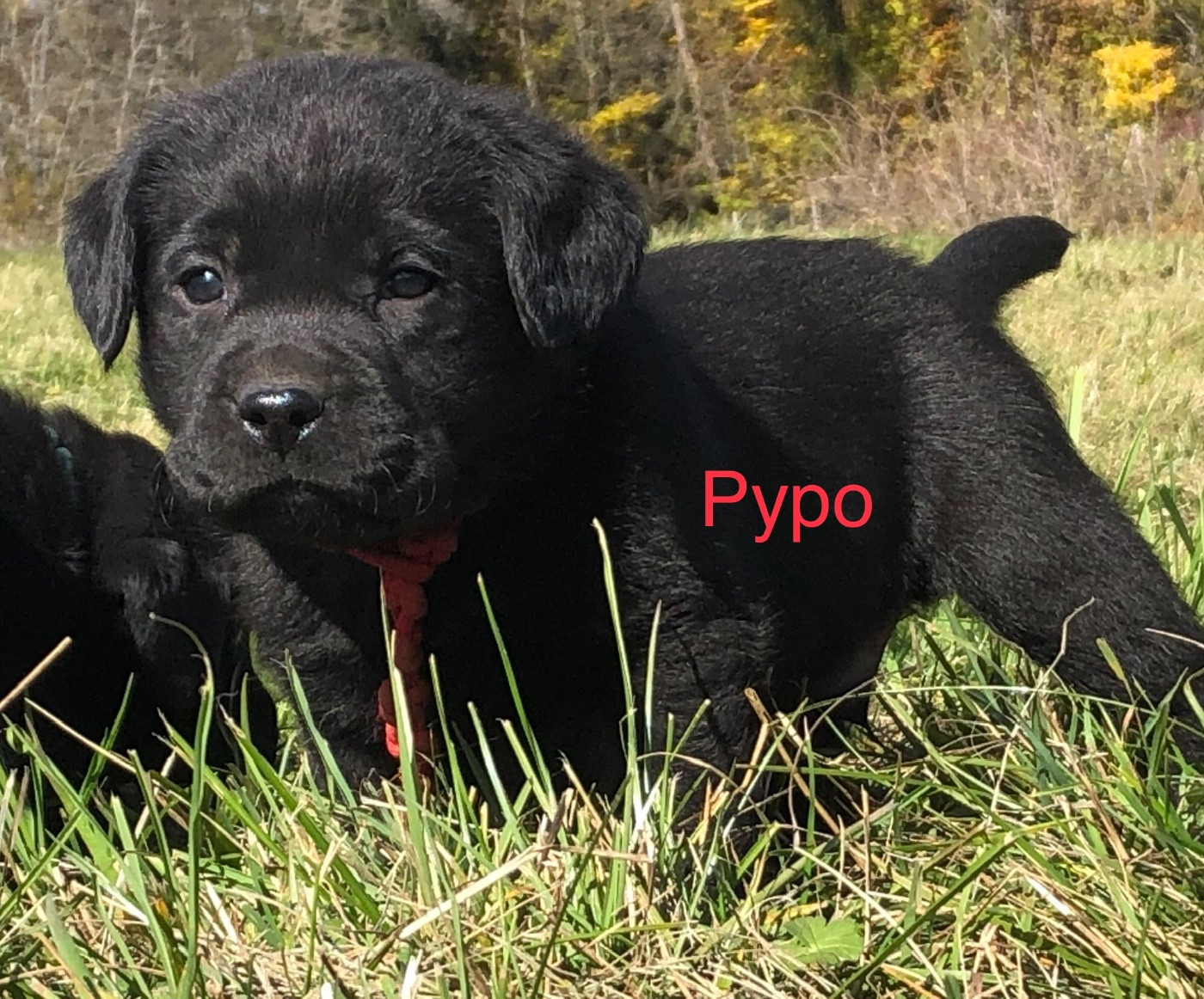 PYPO