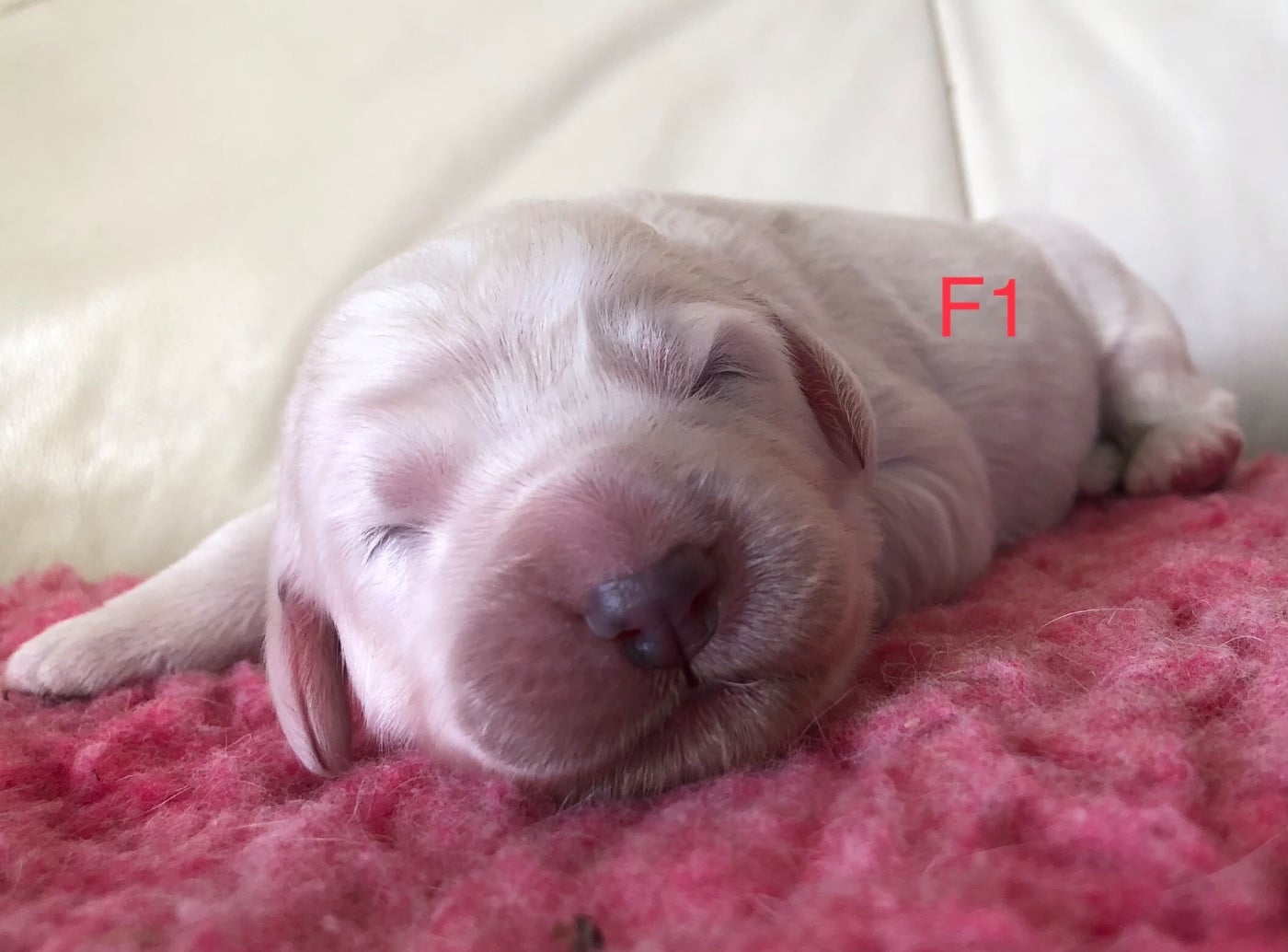 CHIOT F1 - Berger de Podhale - Tatra