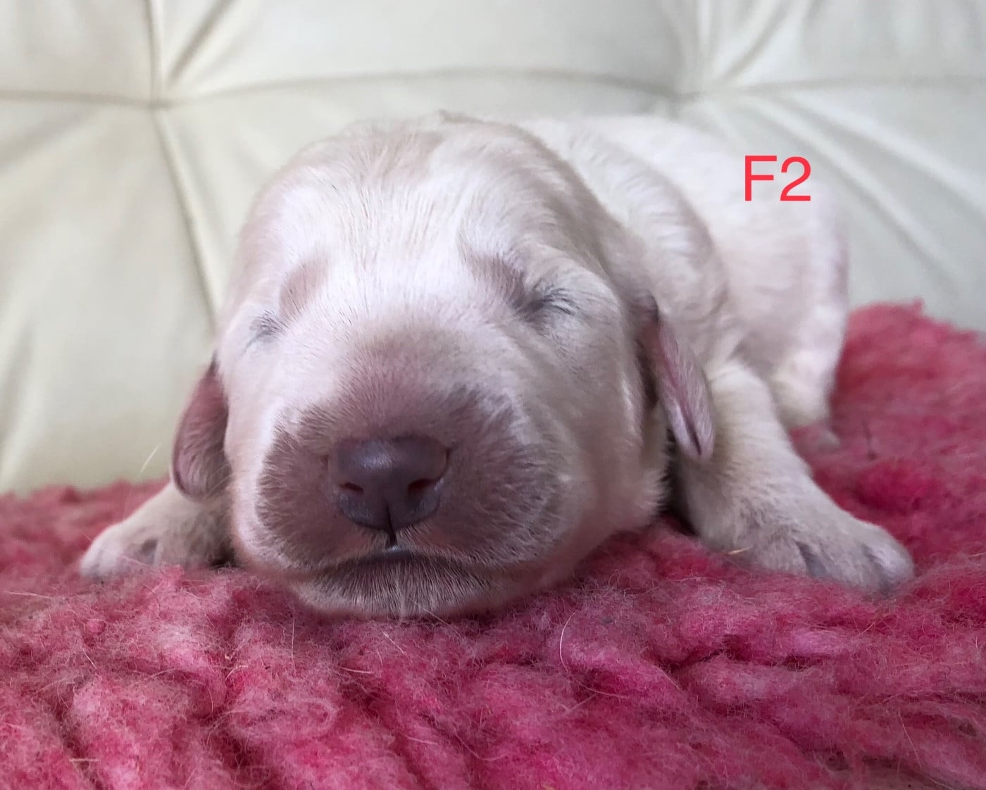 CHIOT F2 - Berger de Podhale - Tatra