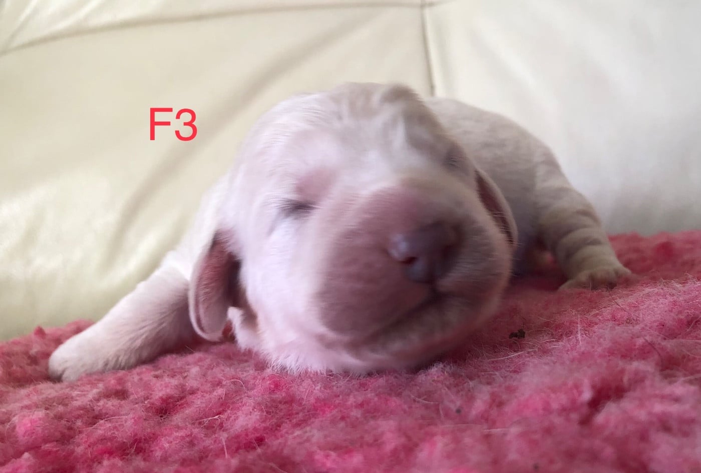 CHIOT F3 - Berger de Podhale - Tatra