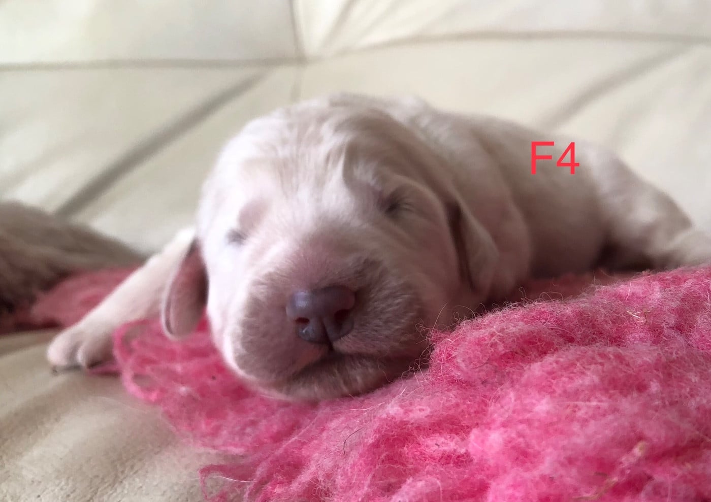 CHIOT F4 - Berger de Podhale - Tatra