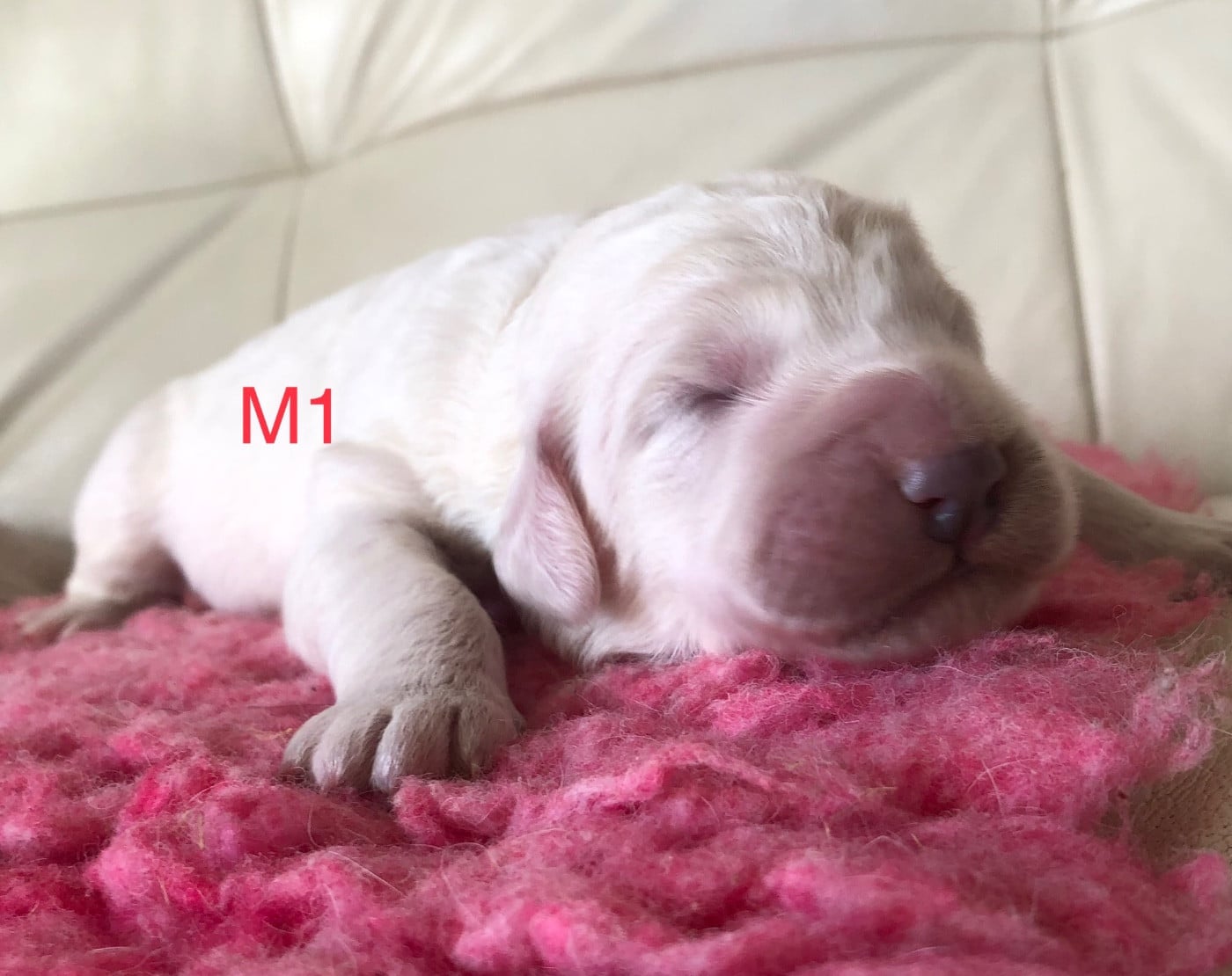 CHIOT M1 - Berger de Podhale - Tatra